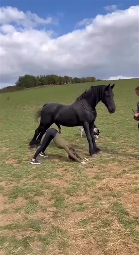 Divertido video de Horsepill