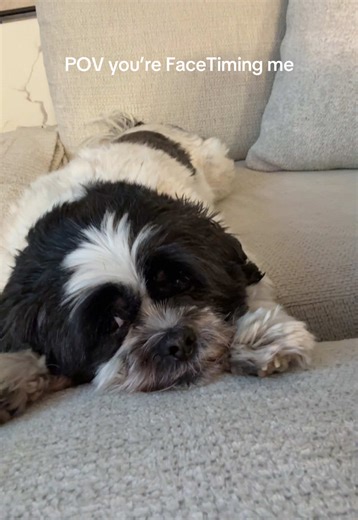 Must say hi to monkey to continue your story #dogsoftiktok #facetime #angelboy