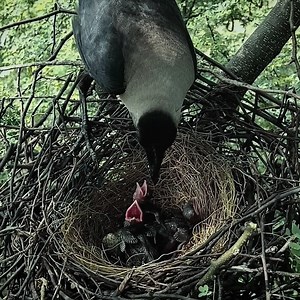 73K views · 4.3K reactions | A crow is feeding its babies something white | Review Bird Nest | Facebook