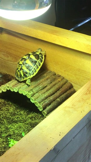 #Tortoise #TortoiseOfInstagram #TortoiseLife #TortoiseLove #PetTortoise #TortoiseCare #TortoisePet #TortoiseLover #TortoiseDaily #TortoiseFriends #HermannTortoise #RussianTortoise #LeopardTortoise #SulcataTortoise #GreekTortoise #TortoiseDiet #TortoiseFood #TortoiseEnclosure #TortoiseTable #TortoiseTank #TortoiseThings #TinyDinosaur #SlowAndSteady #TortoiseVibes #ShellYeah #ReptilePets #ReptileLovers #ReptileCare #ReptileDaily #exoticpetsoftiktok