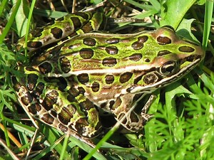 1.3K views · 81 reactions |  Can you identify this frog call? Learn how to tell frog species apart by their calls with FrogWatch! Last chance to get access to our online self-guided training - available through March 12. Sign up today rwpzoo.org/frogwatch . . .  Northern leopard frog | Roger Williams Park Zoo & Carousel Village | Facebook