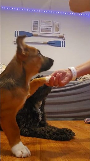 Video of adoptable pet named Andrew Bears *LOCAL*