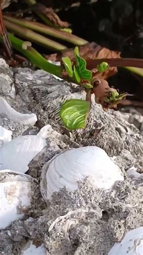 Shell Fossils Everywhere