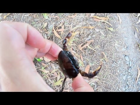 I Catch Lots of Crabs – Adorable Crabs Crawling Everywhere