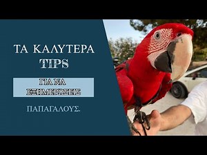 Τα καλύτερα tips για να εξημερώσεις παπαγάλους.