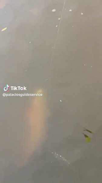 Texas Saltwater Fishing: Redfish Adventures with Palacios Guide Service