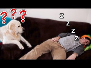 My Dog Reacts to the Fact That I Suddenly Fell Asleep