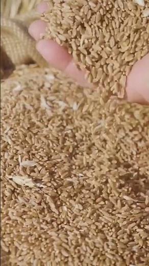 Wheat: Unveiling the Fascinating History of One of the Oldest Cultivated Crops