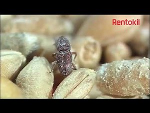 Phosphine Fumigation Treatment - Rentokil Ireland