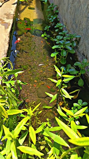 Ultimate Guide to Komet Fish Care and Breeding