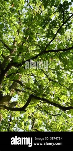 Tree canopy swaying overhead in leafy park during daytime Stock Video Footage - Alamy