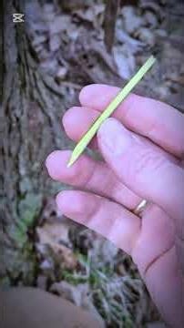 How to get fresh water from the tree #camping #campfire #outdoors #bushcraft #waterfilter #how