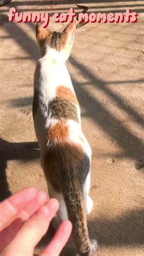 Funny startle the Cat #cat #funny #pets