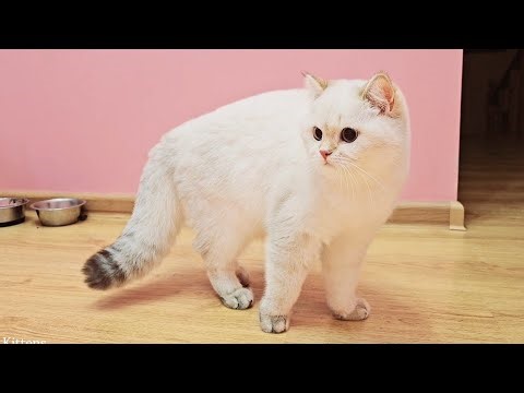 Pikachu was Scared by an Unidentified Moving Object 😄