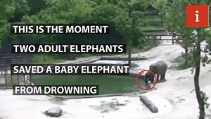 16K views · 357 reactions | Elephants are incredible. This is the moment two adult elephants worked as a team to save a baby elephant who had slipped into a pool in Grand Park Zoo in Seoul, South Korea. | The i paper | Facebook