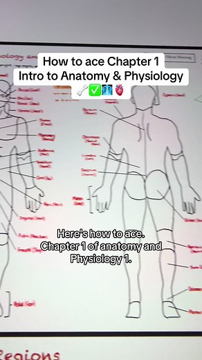 How to Ace Chapter 1 of Anatomy and Physiology