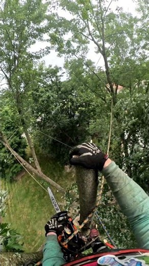 Awkward Rigging in a Silver Maple 🌳⚠️