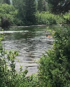 183K views · 2.2K shares | Bears, bears, bears! Check out this female...