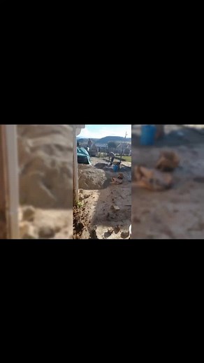 Sthando 3 (@dlangisa3)’s videos with Khaya Lami - Inkabi Zezwe & Sjava & Big Zulu