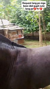 Request lang po kung pano daw Ako mag gupit konting paliwanag lang ulit sana makatulong kahit konti 🤭😁💖🐎💖 gupit cute lang 😂 #horseloverforever #buhayprobinsya #kabayo #tips #horselife #horsepower | John Carlo Castillo