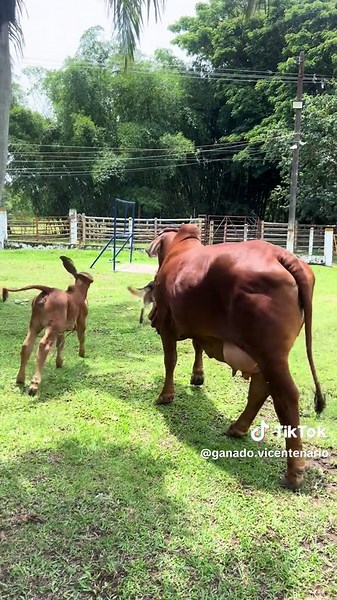 Ganado Brahman: Criaderos y Veterinaria