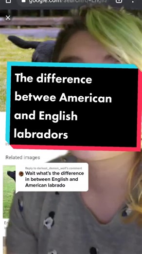 English vs American Labrador Retriever: A Comparison