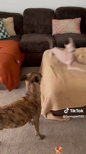 Powerful Greyhound Energy - Funny Dog Moments