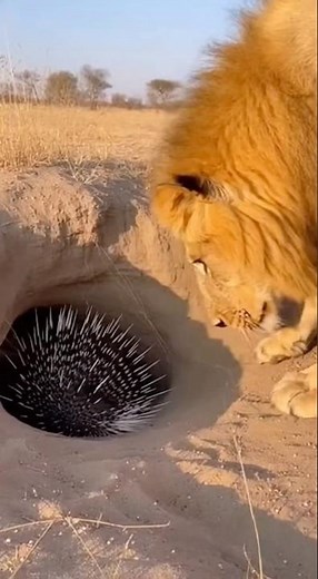 Lion vs Porcupine: An Unexpected Lesson