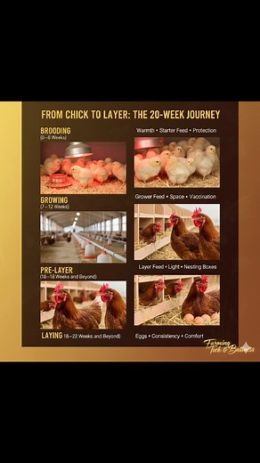 1.8K views · 13 reactions | Layers usually start laying eggs at about...