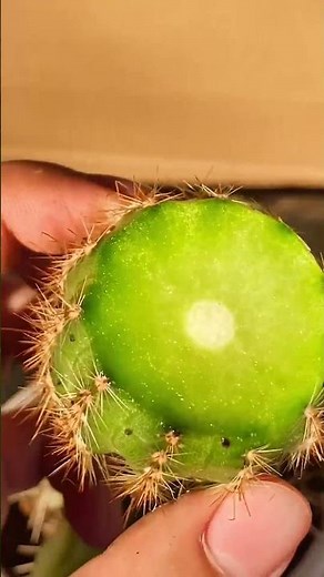 How to Graft a Cactus: Step-by-Step Guide for Beginners 🌵