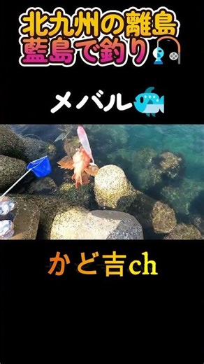 北九州の離島、藍島で釣り