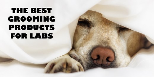 Dog Grooming Supplies For Labradors - The Labrador Site