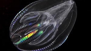 Oldest animal ever discovered by scientists