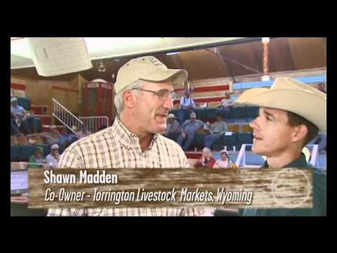 Unloading & Loading Cattle - Auction Market (BQA)