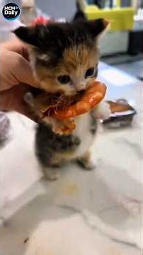 This cat really loves shrimp! 😍