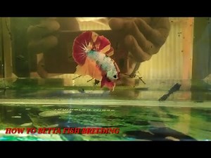 How To Know Male Betta Fish Is Ready To Breed : Just By Looking At The Bubble Nest