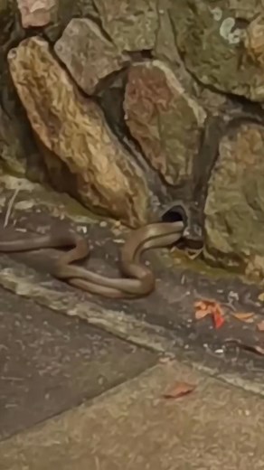 141K views · 1K reactions | ONE OF THE MOST STRESSFUL MOMENTS!  Caught in a tense situation in the wilds of Queensland, Australia — nature keeps you on your toes! #Queensland #Australia #Queensland #Australia #nature #wildlife #fyp #trending #viral #adventure #outdoors #mustsee | Wildlife With Stuart Mckenzie | Facebook
