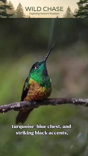 Green-Headed Tanager – A Jewel of Brazil’s Rainforest 🌿❤️🌿 #birds