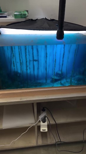 This is an unusual installation of the underwater world we made for the museum. The uniqueness is in the approach for simulation of the depth effect. We prefer not to reveal all the secrets and technics used, but would love to note that in this case 135 lbs (61 kg) of epoxy resin was poured within several stages.