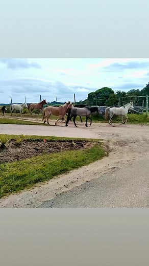 Our beautiful Alpha Herd of rescued horses on their way home after a lovely day out at pasture #horsesofinstagram #horses #freehorses #horserescue #rescuehorse #horse #animalsanctuary #love #freedom | Karoo Donkey Sanctuary