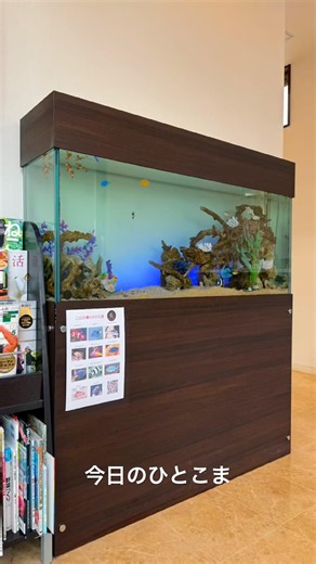#今日のひとこま #熱帯魚 #海水魚 #スッポンモドキ #クラゲ #アクアリウム #aquarium #nightandday #名古屋 #小牧市