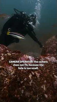 SHARK CANNIBALISM!? | Alien Sharks: Death Down Under | Shark Week