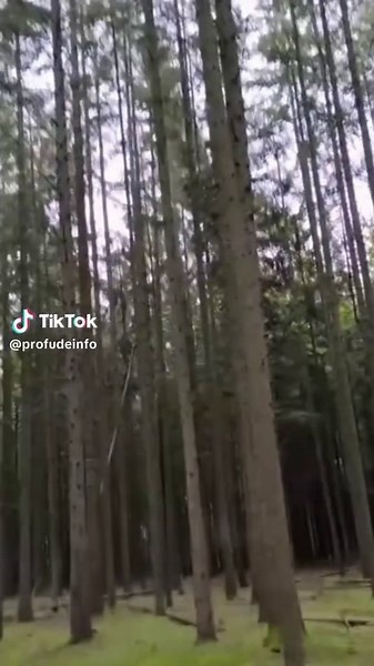 Robert - Profu' de info pe TikTok