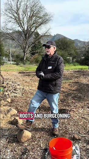 Soil amendments for fruit trees