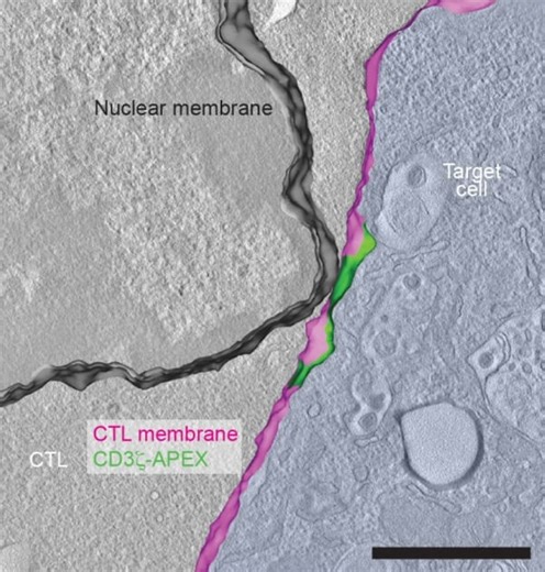 T Cell Nucleus 'Goes a Long Way' When Fighting Off Infections