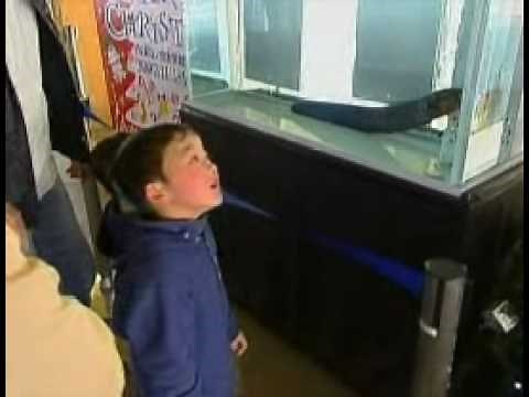 ELECTRIC EEL LIGHTS UP CHRISTMAS TREE