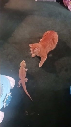 bearded dragon vs cats