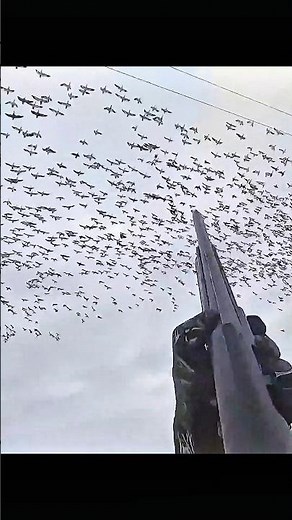 Watch this incredible duck hunting shot—speed, skill, and precision! 💥🦆 #HuntingSeason #DuckShoot
