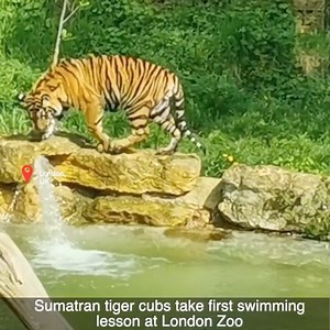 Sumatran tiger cubs at London Zoo enjoyed their first swimming lesson this week, and were seen splashing around and cooling off in a pond, in video released on June 7. | ShanghaiEye