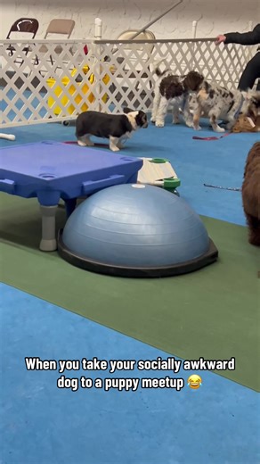 Socially Awkward Dog at Puppy Meetup